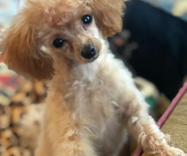 Mango at 6 months